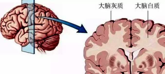 灰质|麻省理工研究发现：孩子大脑发育的最佳方式，并非是靠“阅读”