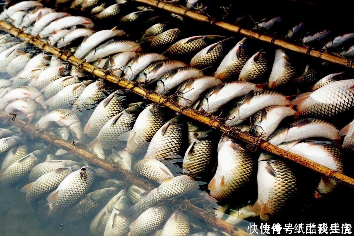 鲫鱼放在冰箱能活多久 鲫鱼放在冰箱能活多久