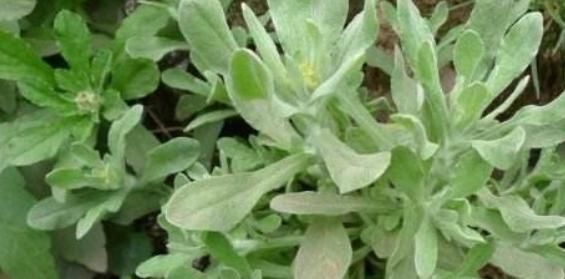 我们农村到处可见的野草,却可降血压,治咳嗽,小孩老人很爱食用