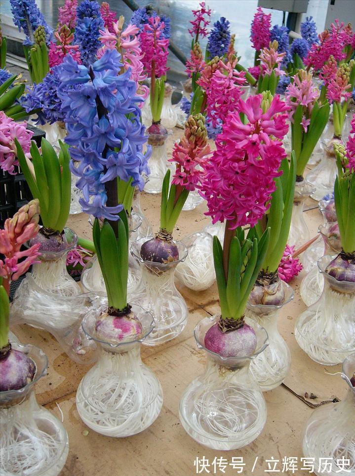 16种花被誉为冬日里的“开花机器”,喜欢就可以养起来,又美又香