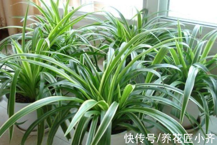 仙人球|什么样的花最好养？选择这4种，新手也能养好，很容易泛滥