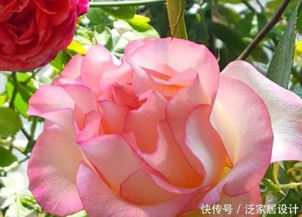 铁线莲铁线莲|4种花好养易活，旺财又养人，比牡丹还漂亮，开花硕大香味浓！