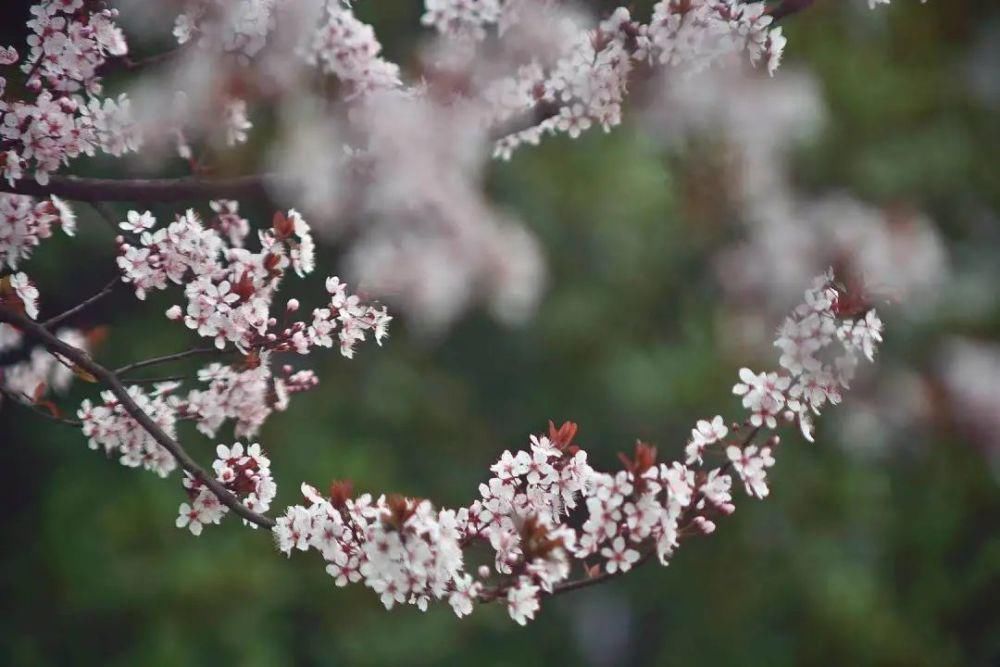 春日暖阳，綦江花花花花花来了...