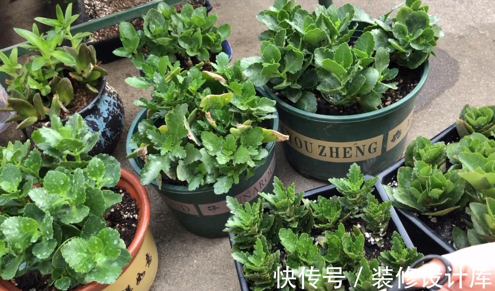 茉莉花|6种“漂亮花”，长了就狠剪，舍不得剪害处大，耽误一年开花量