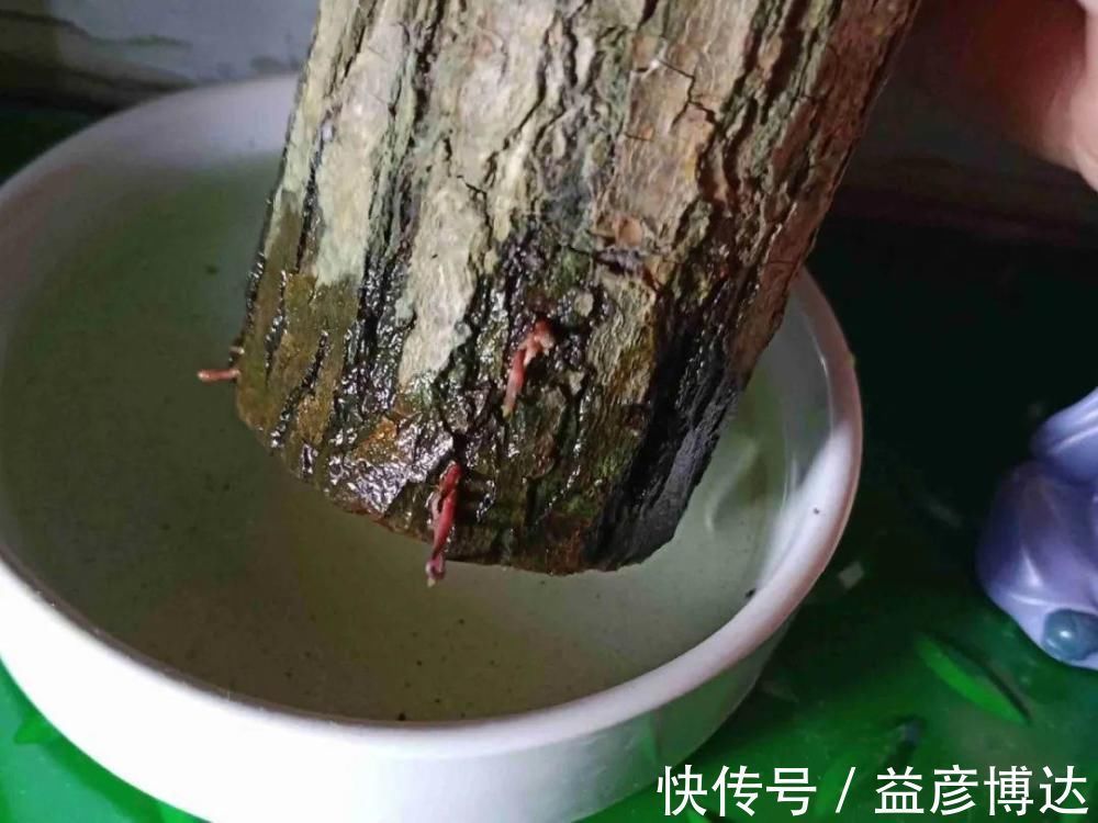 叶子|网上买的小木桩,泡水半个月,臭了还没长芽!