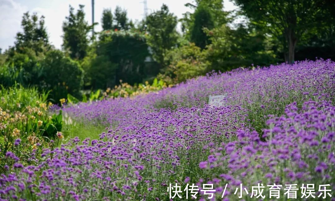 马鞭草|醉蝶花，马鞭草，地肤..