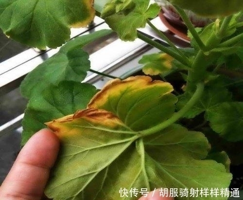 朱顶红|天热就“假死”的7种花，秋凉就会“睡醒”恢复生长，可别被骗了