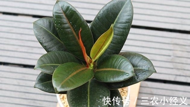 毒性|家里有孕妇能养橡皮树吗?