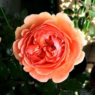 公认好养的月季品种，随便养一盆，轻松开成“大花海”