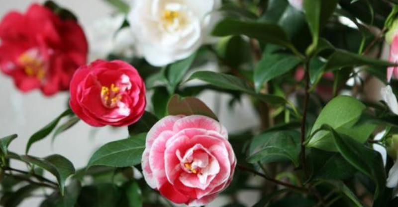 海石榴|养花试试这款,花朵大而耀眼,华丽多变