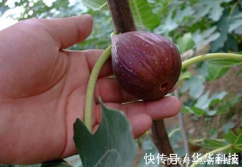 显老|女性不想过早显老,晚上当零食吃几个,皱纹淡了,腰间赘肉少了