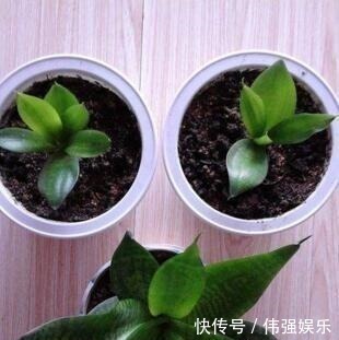 君子兰|浇花就用“1种水”,啥花都能用,比黄豆水、淘米水强100倍,养根