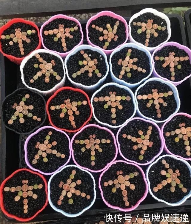 多肉拼盘玩一次就上瘾，这些创意拼法，你一定喜欢