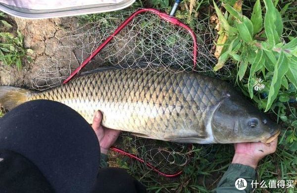 垂钓|窝里有鱼不咬钩？可能这5个地方有问题，钓鱼时不妨排查一下