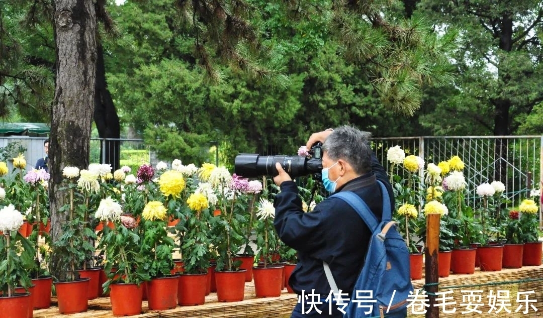 独本菊|心素如简，人淡如菊，植物园里感受菊之意境