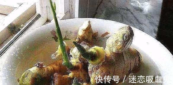 盆里种“生姜”,比君子兰好看,2个月“摘1次”,能吃6个月!