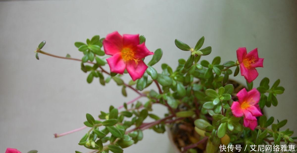 出更多|还在羡慕别人家的花草?养这些花让别人羡慕你!