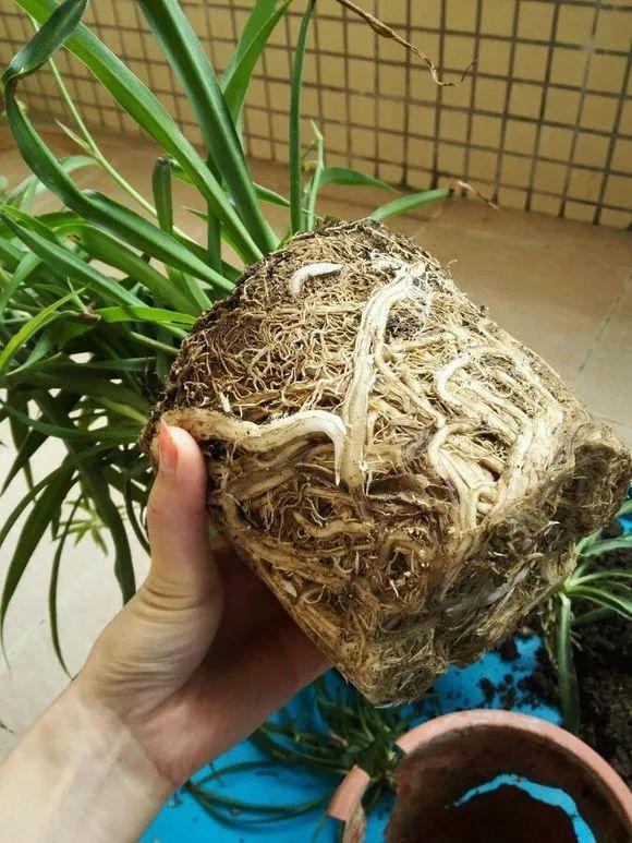 11月前，3种花该换盆了，再冷就迟了，过冬为难！