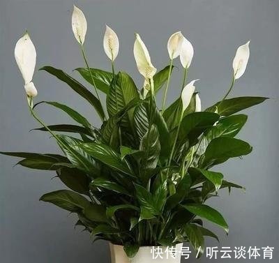 红掌|7种“吉利花”,家里养一盆,顺顺当当又漂亮,养人又旺家