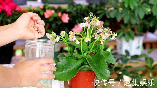 家家都有的液体,用来养花,半年不用施肥,养啥都爆盆!