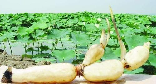 减肥|正在减肥的人,不要吃5种蔬菜,喜欢吃的赶紧戒掉吧