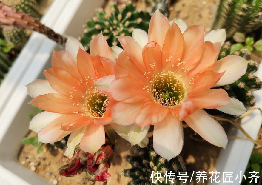 仙人球刺扎人,“拽掉”行不行?剪可以,拽不行