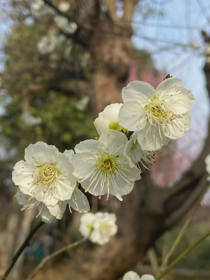 樱花、梅花、玉兰……武汉春意盎然，江滩风光醉人