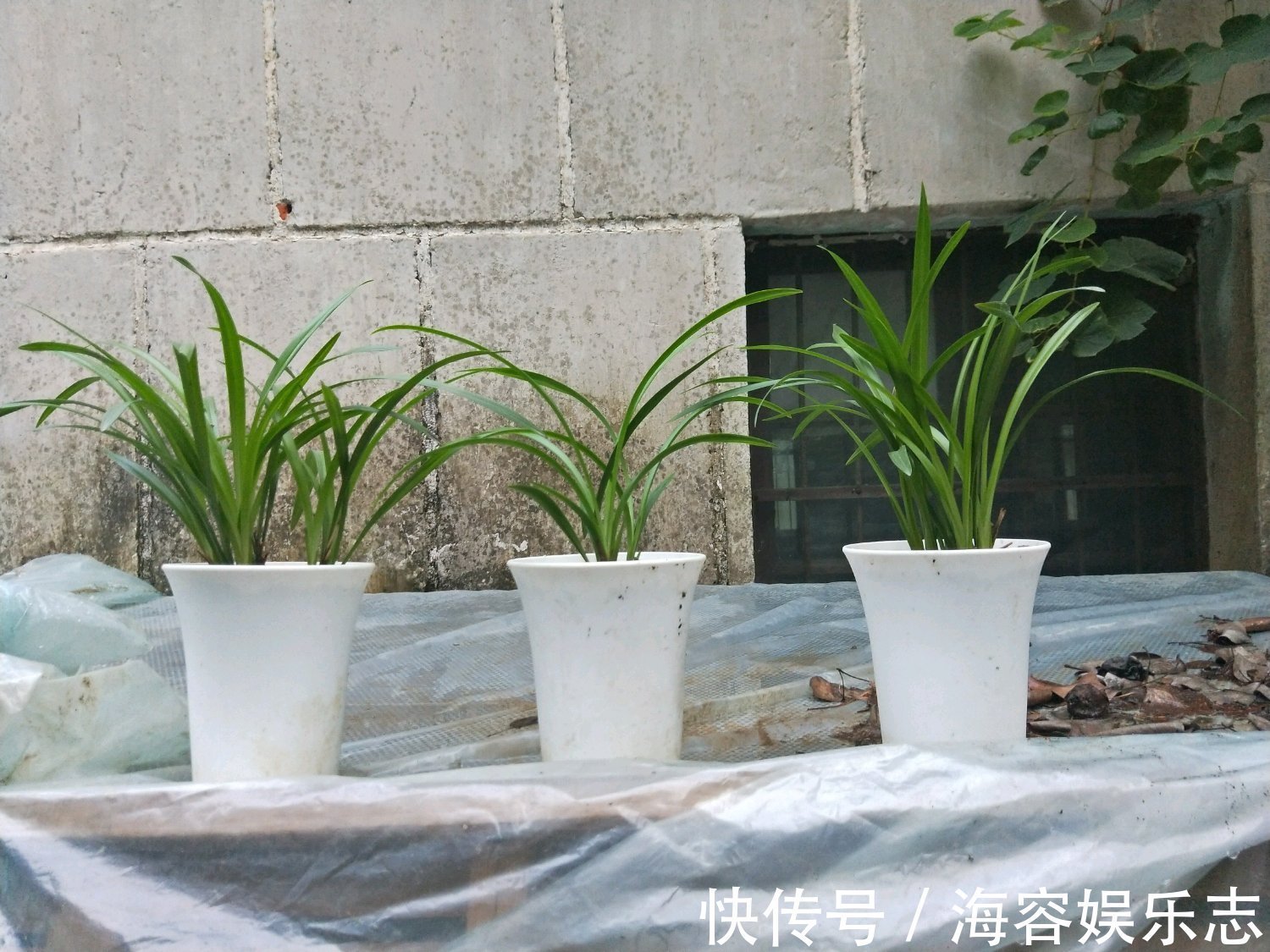 芦头|兰花海底芽是怎么回事兰花遇到海底芽在秋季怎么分盆