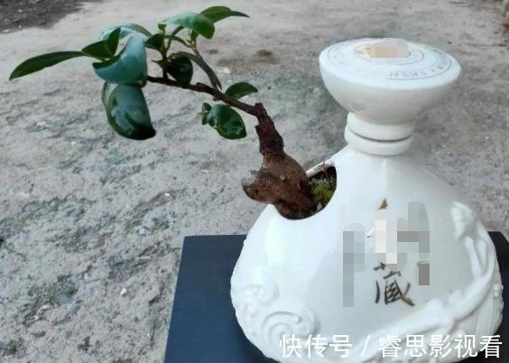 切割|原来石头、空酒瓶养花,不是“凑合”,而是“创意”啊!