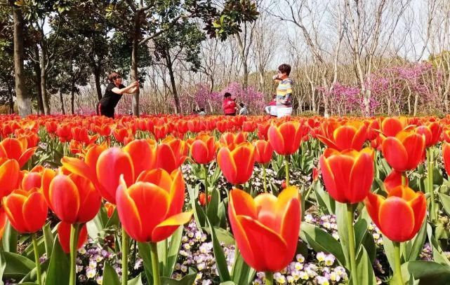 美出圈！4万株郁金香花开正盛，错过等一年