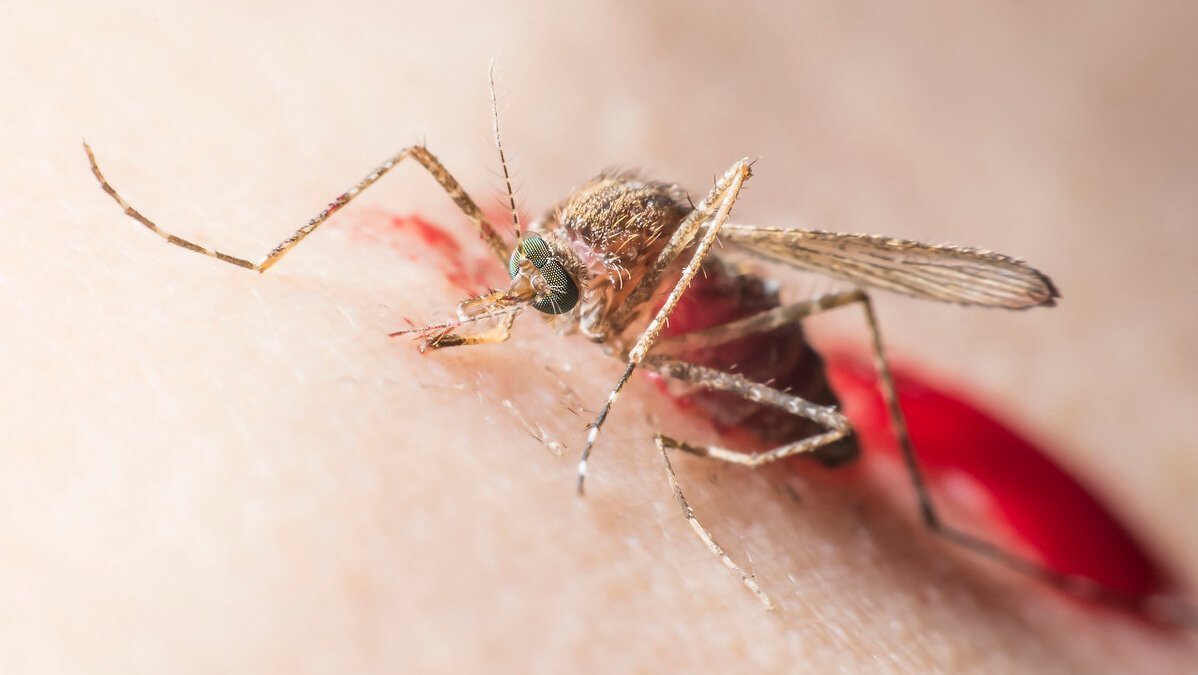 酸性|夏天被蚊子扰得不厌其烦?医生教你科学方法,轻松让蚊虫去咬别人