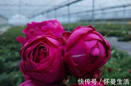 最受欢迎的3种花，花大色艳，花期跨三季，种植容易，南北都能养