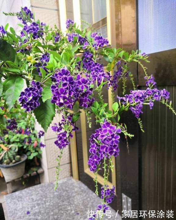 夏天|7种漂亮花，自带“体香”，阳台养一盆，家里就像喷香水