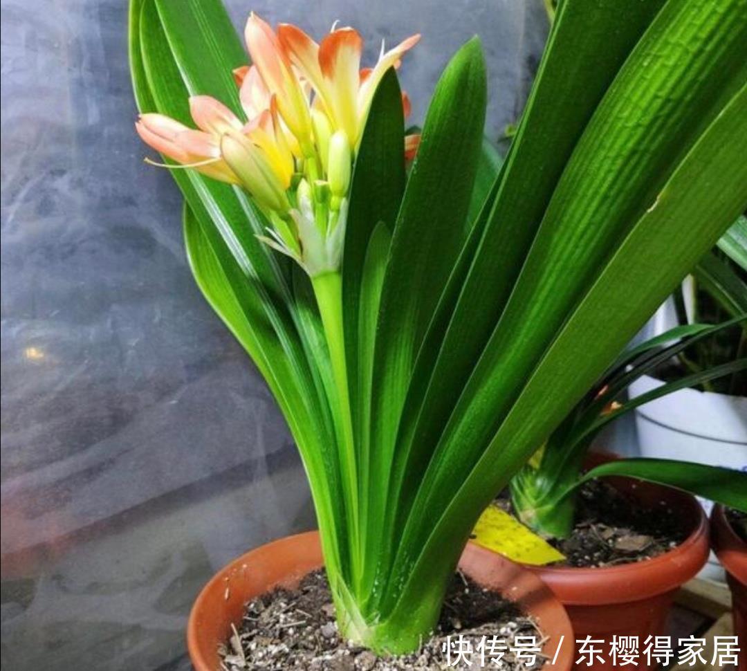 发酵|养花最好的“有机肥”,原来是粪球球,什么植物都能用,养啥都旺