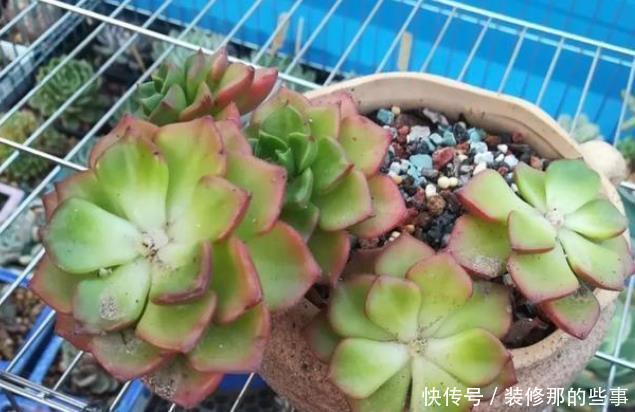 美观|多肉砍头不好看，教你一种“新方法”，快速变群生，不影响美观！