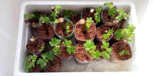 营养果|盆栽无花果先长“壮汉身”,后长“营养果”,果子满枝吃不完