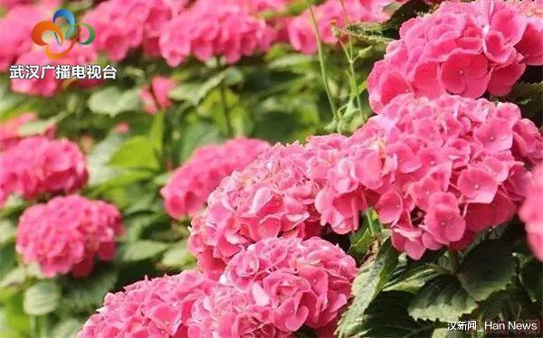 花球|想在自家养好绣球花 教你两招 花苞多开成花球