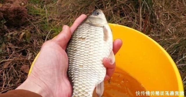 蚯蚓|冬钓用饵,我从不加小药,试用这东西,简单又方便,大板鲫特爱吃