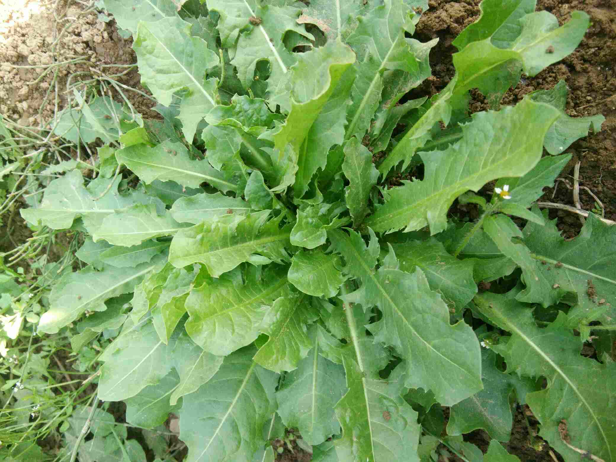 排毒|蒲公英的根和叶,虽都可排毒,但功效有所不同,使用时要区别对待