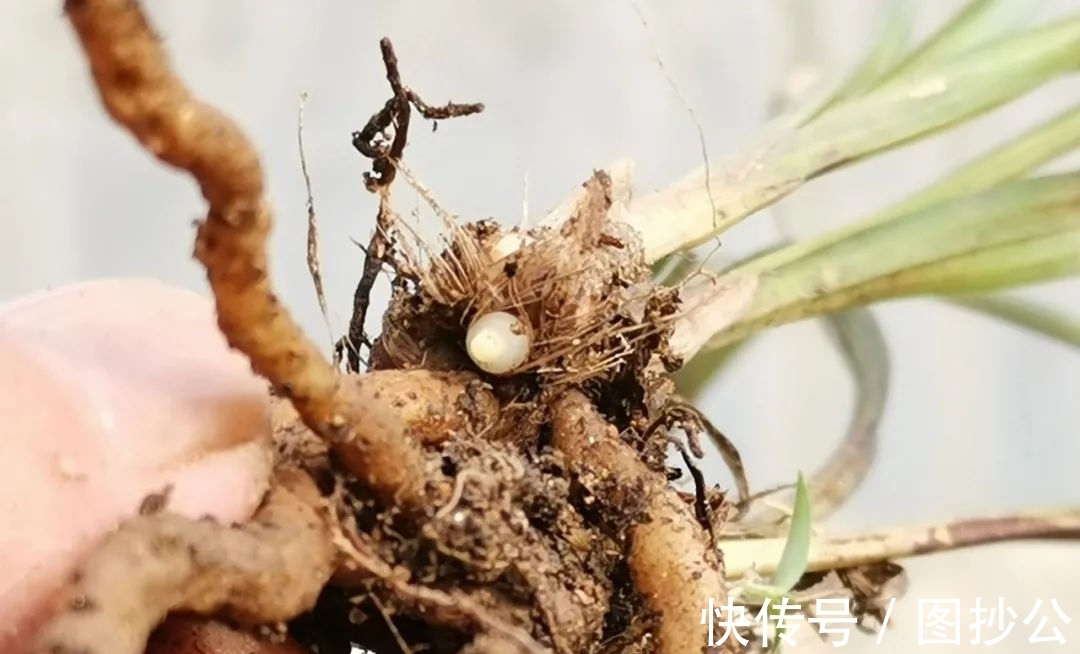 兰花快速生根有诀窍吗?兰友:照这4步操作,30天内就长新根