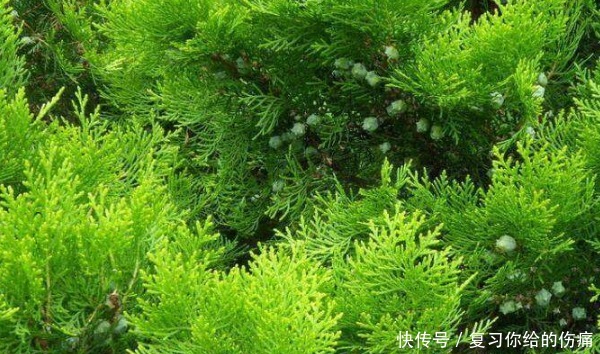 侧柏|白发的朋友注意,用它的树叶煮水洗头,头发乌黑光亮再也不用染了