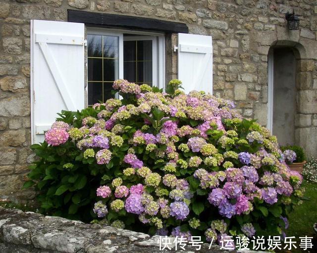 5种花不用管,盆栽地栽都好养,自己就能长成大花球,花开还惊艳