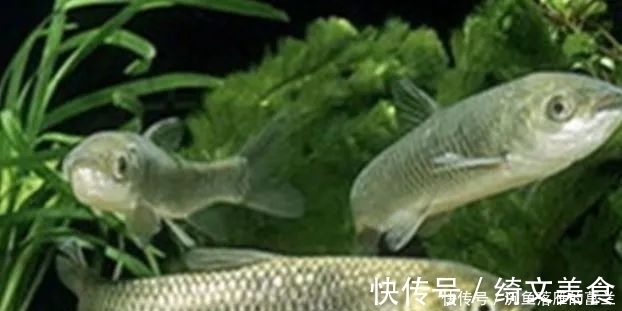 饵团|钓草鱼3大技巧，赶紧用起来，保证上的都是大草鱼！