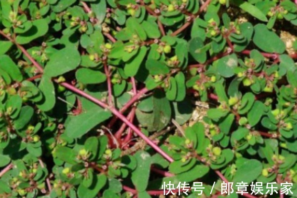 卧蛋草|农村随处可见的“卧蛋草”,外形像马齿苋,如今是一味珍贵药材!