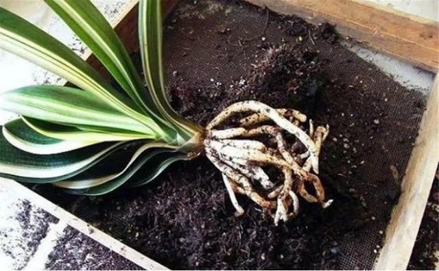 4种“废料”放盆底,烂根积水都不怕,养花其实很简单!