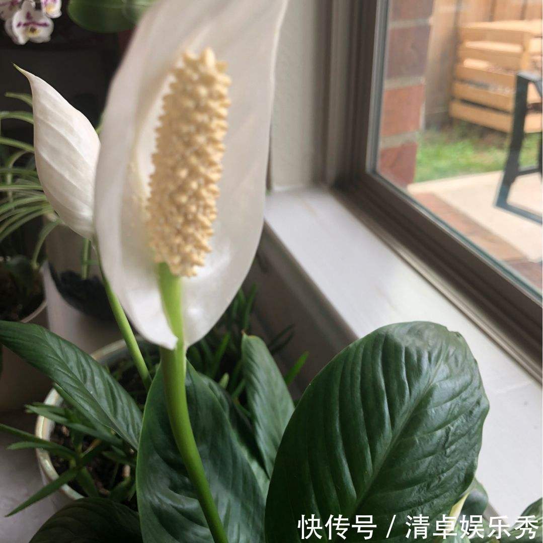 寓意|选耐阴花看看这5样,养家里寓意好,阴暗处也照样开花