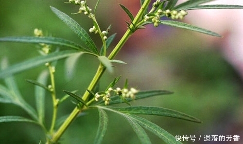 虛寒性出血|農村這種植物可以炒肉吃，也可以涼拌，用泡的水洗澡對皮膚很好