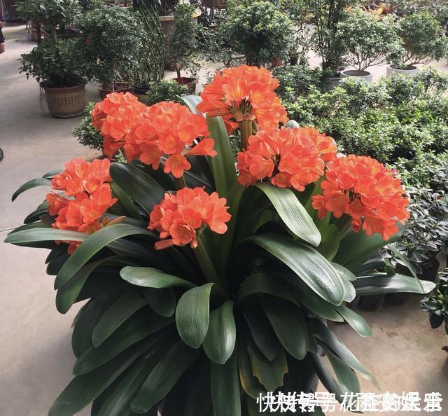 养护|养君子兰趁现在,多做2件事,长成大白菜,满盆冒花箭