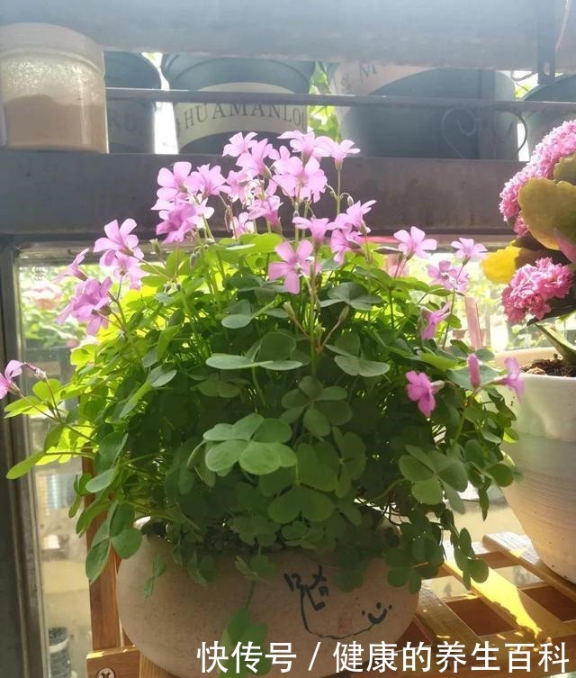 路边常见到的“三叶草”,挖个根30天养成精致盆景,价值翻倍!