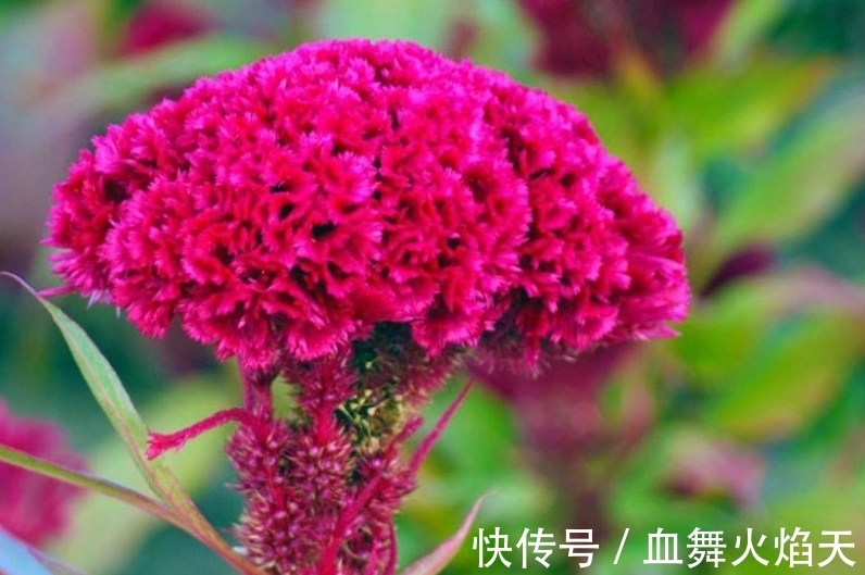 4种花很耐养,沾土就能活,天上人间,美到极致!